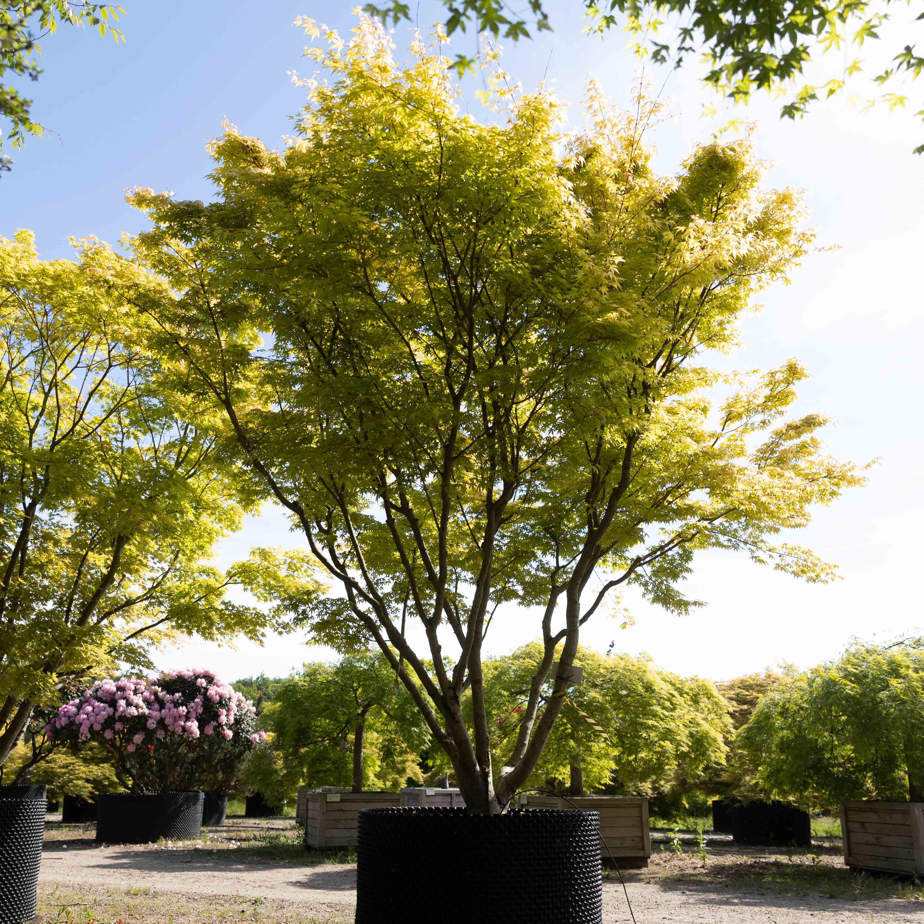 Acer palmatum VJ